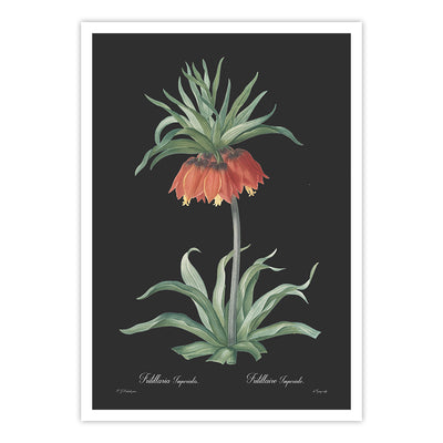 Fritillaria imperialis - Dark