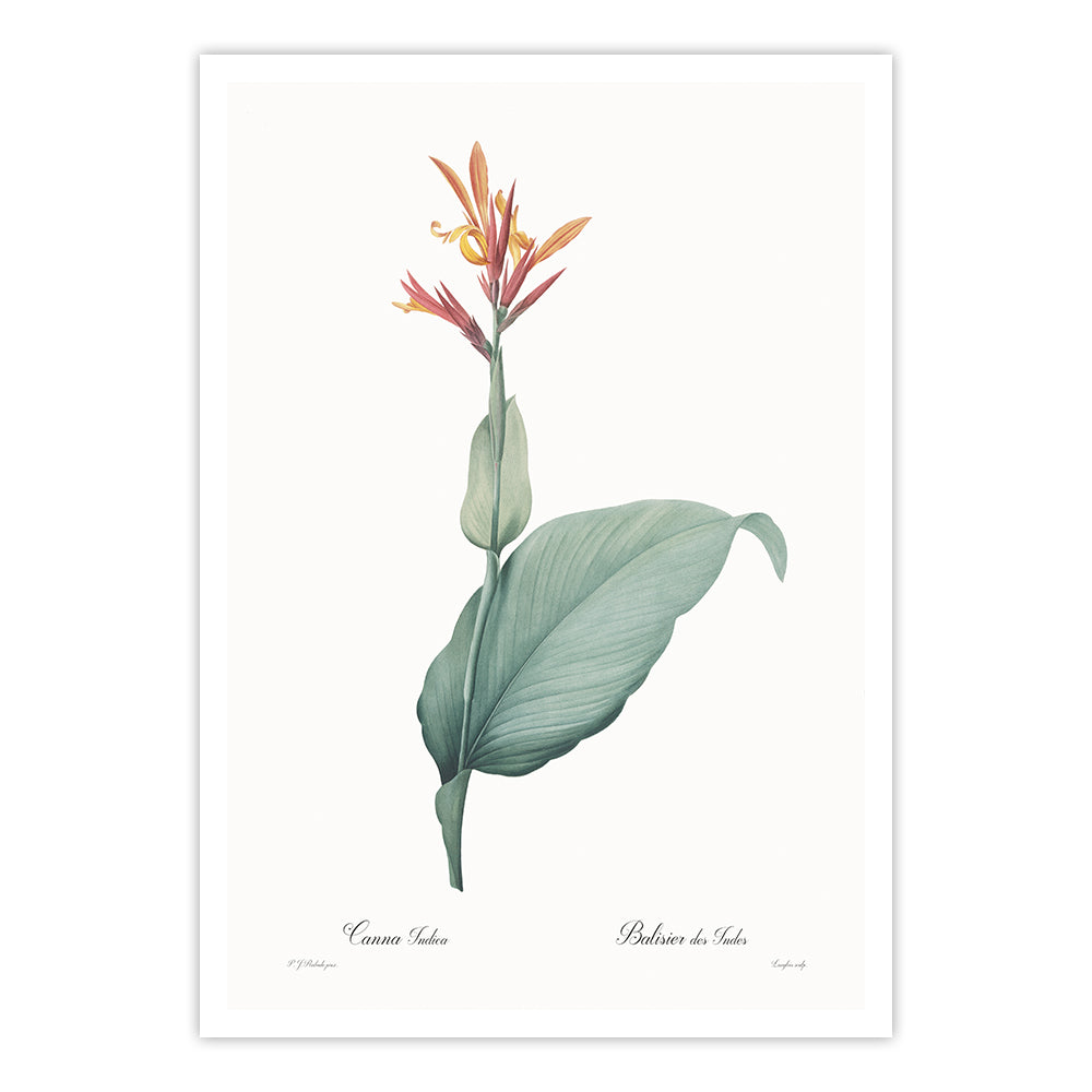 絵画 cana Canna indica – Calcuttan