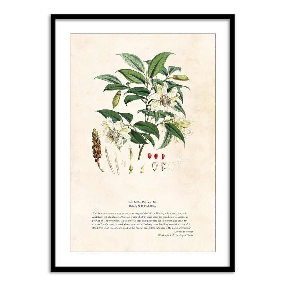 Himalayan Plants - Michella cathcartii