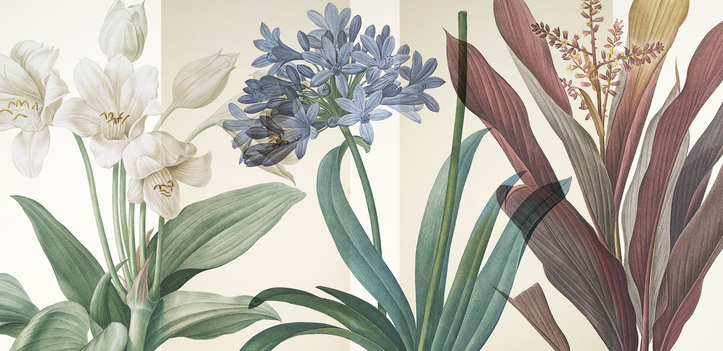 Botanical Illustrations by Redouté – Calcuttan