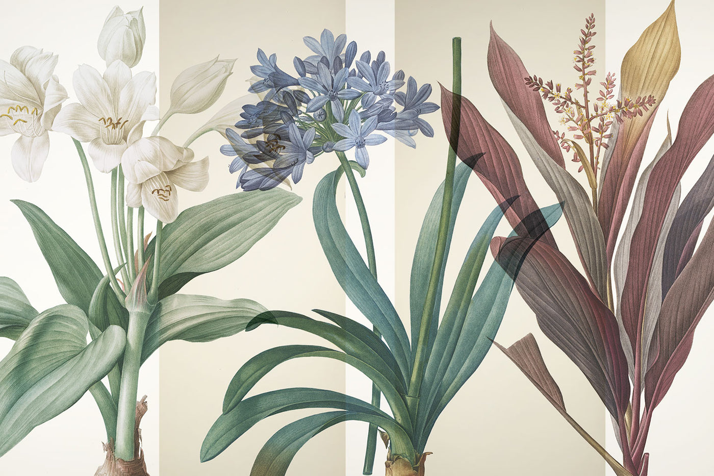 Botanical Illustrations