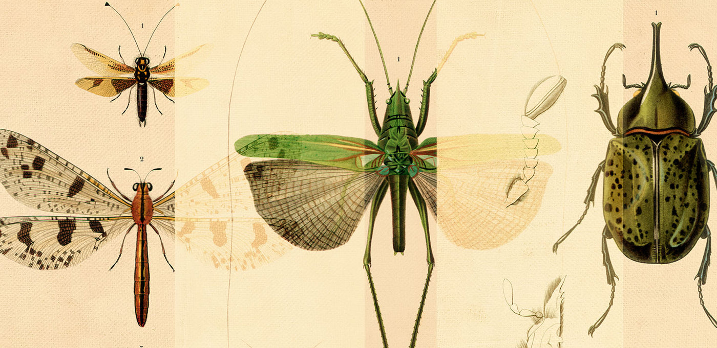 Insectes [ 1840 - 1849 ]