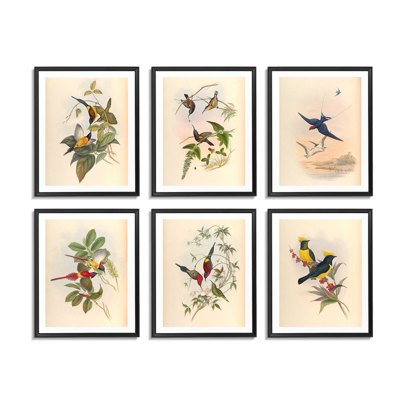 Birds of Asia (Set of 6)