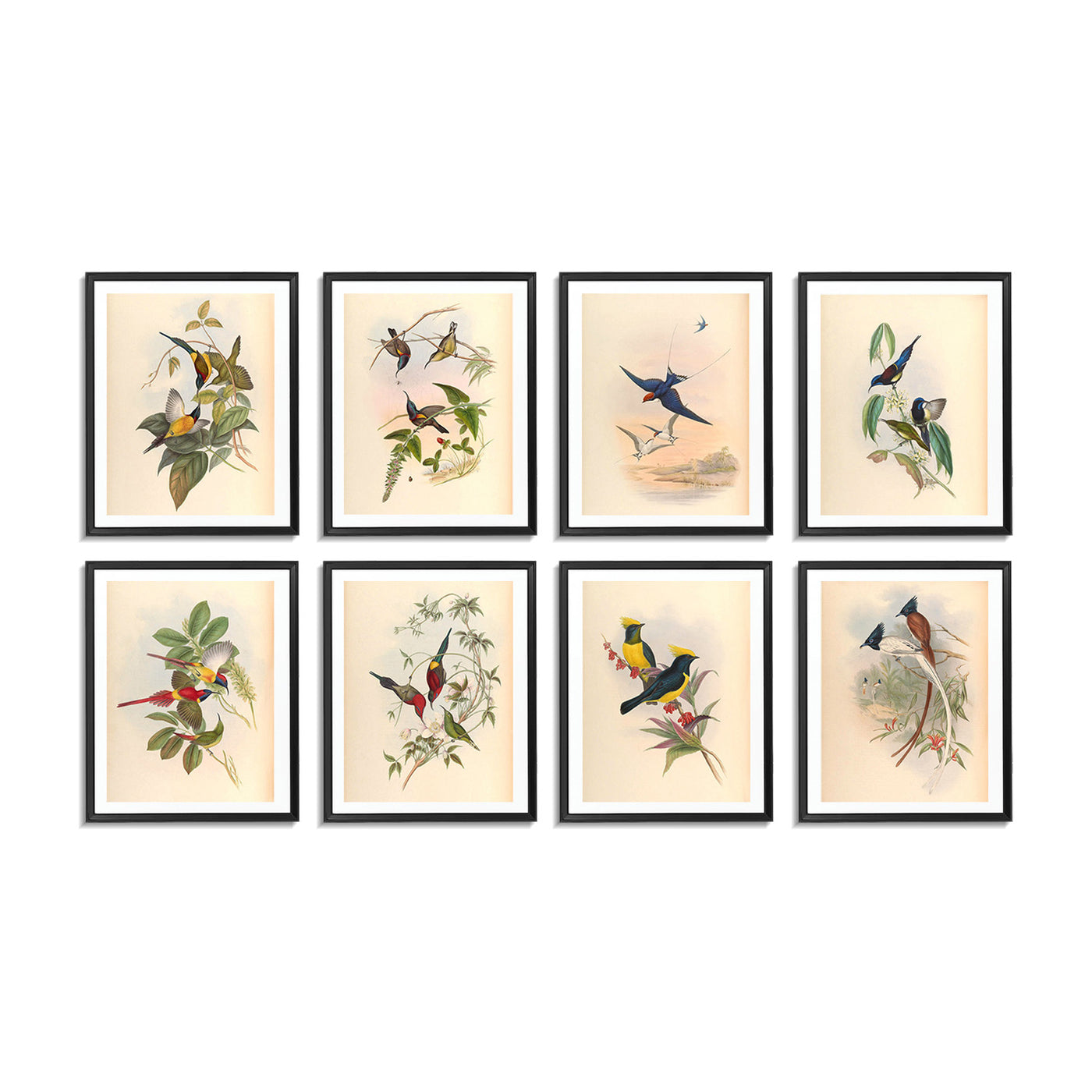 Birds of Asia (Set of 8)