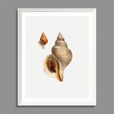 Seashell 01