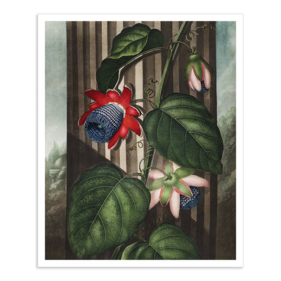 The Winged Passion Flower