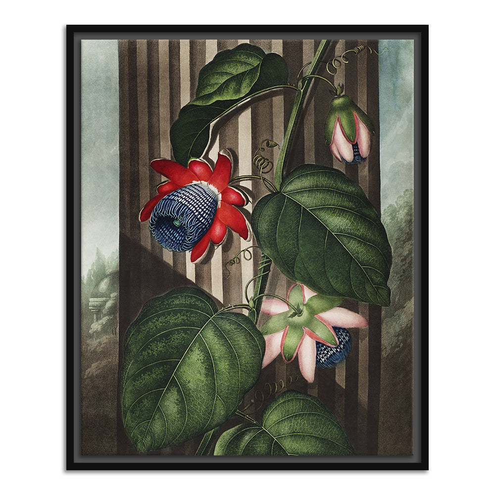 The Winged Passion Flower