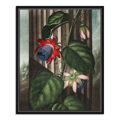 The Winged Passion Flower