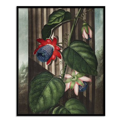 The Winged Passion Flower