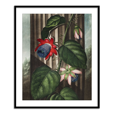 The Winged Passion Flower