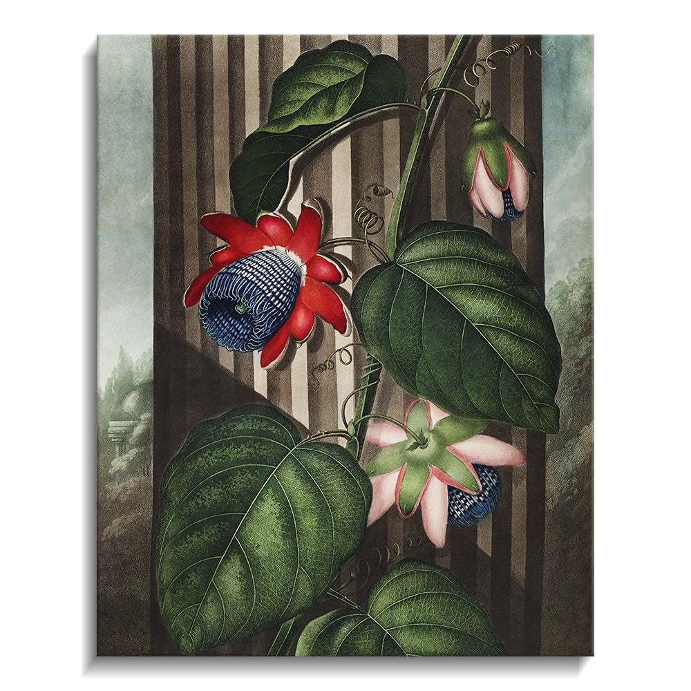 The Winged Passion Flower