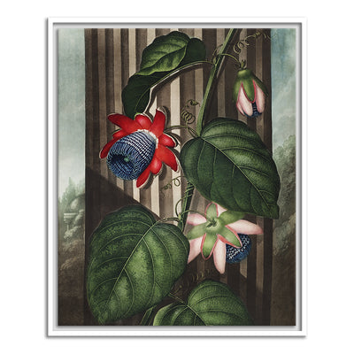 The Winged Passion Flower