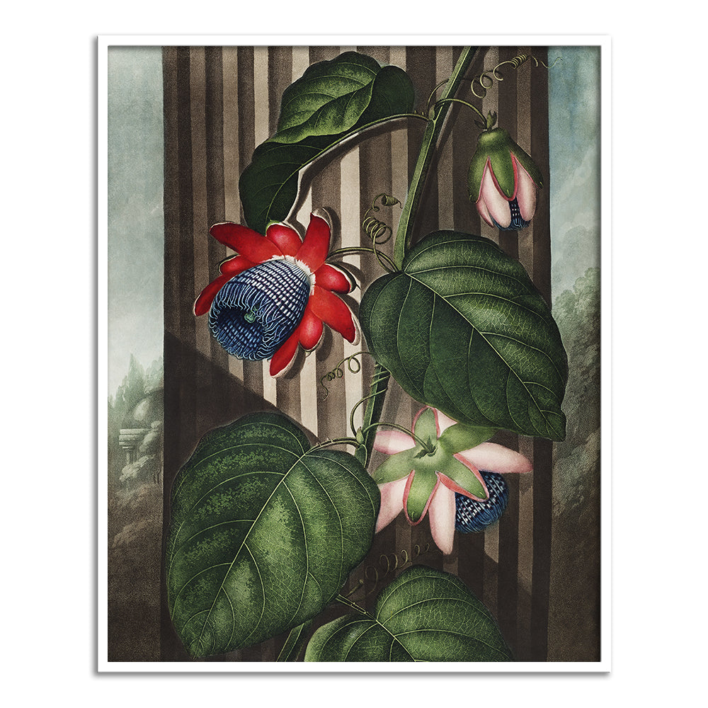 The Winged Passion Flower