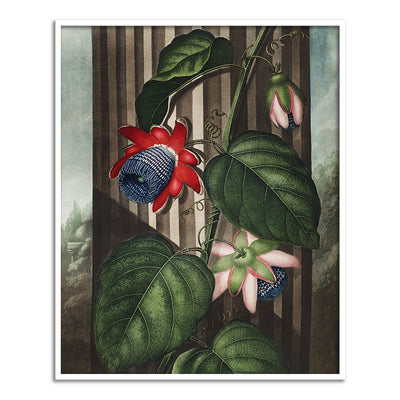 The Winged Passion Flower