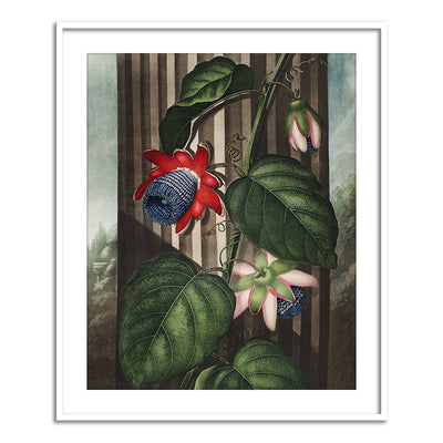 The Winged Passion Flower