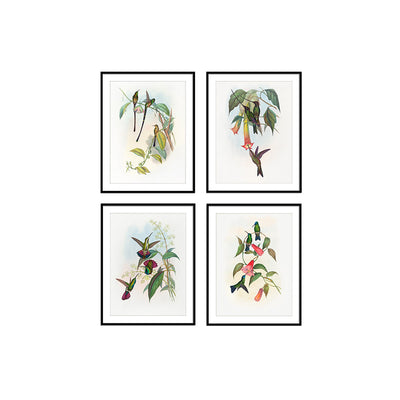 Birds II (Set of 4)