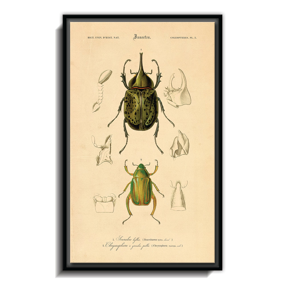 Insectes - I