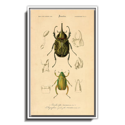 Insectes - I
