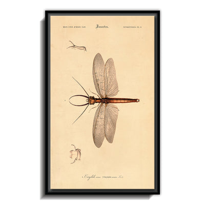 Insectes - X