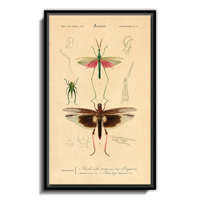 Insectes - XI
