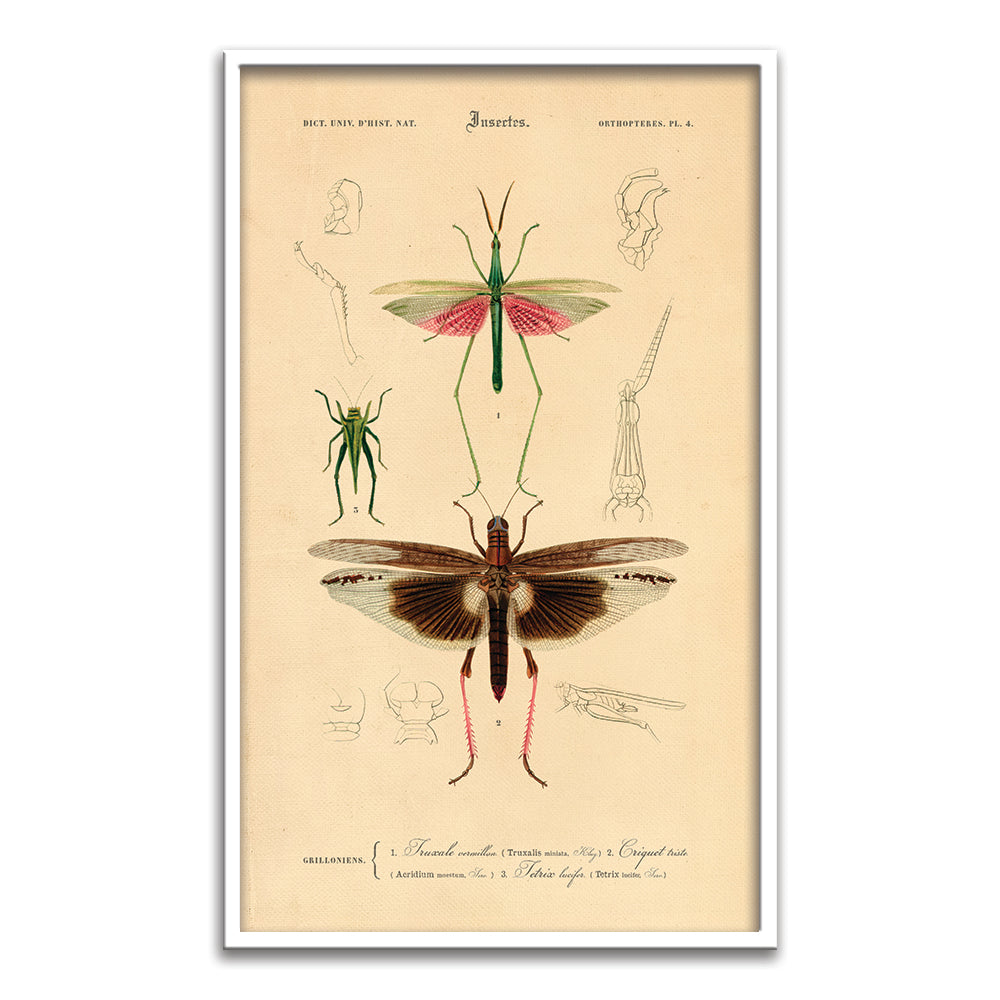 Insectes - XI