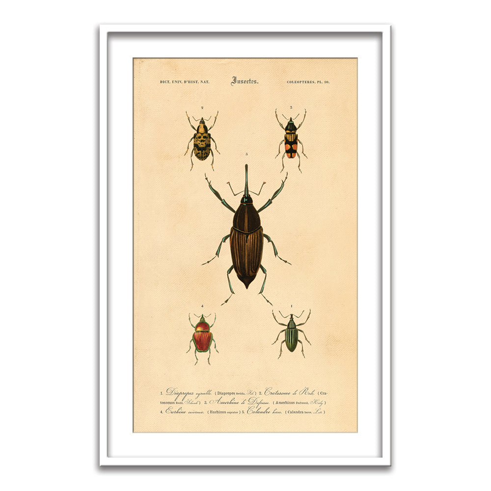 Insectes - XIV