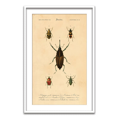 Insectes - XIV