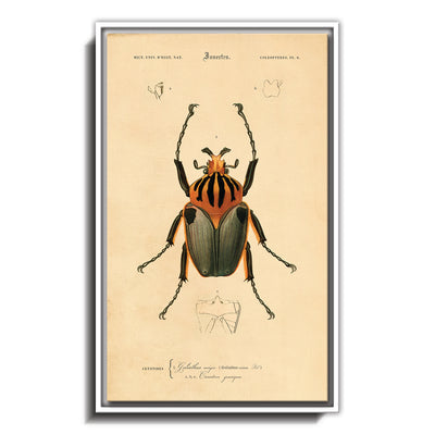 Insectes - II