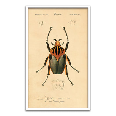 Insectes - II