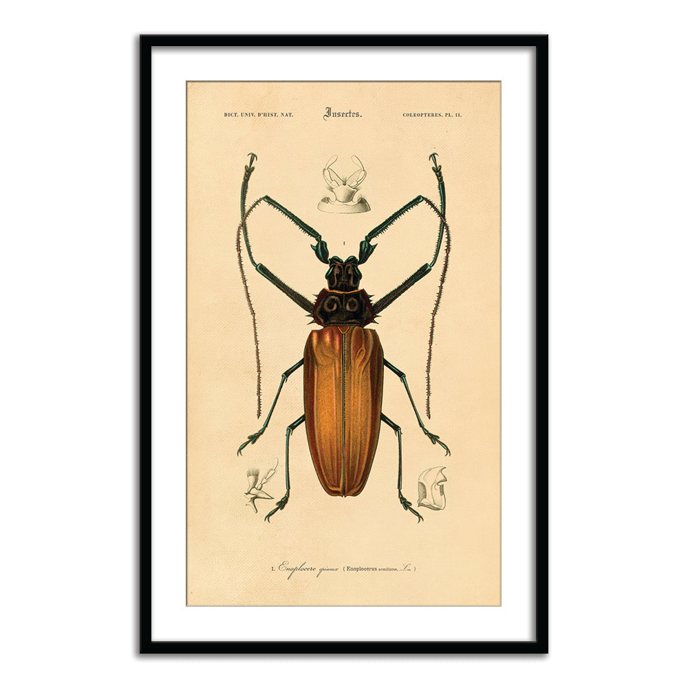 Insectes - III
