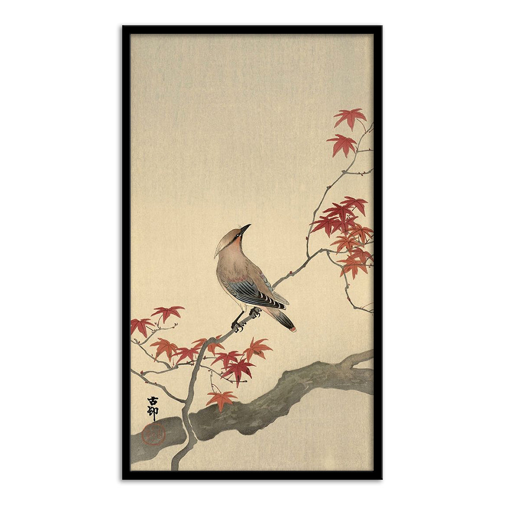 Japanese Waxwing on Maple, 1900-1936