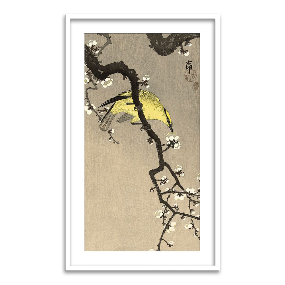 Chinese Wielewaal on Plum Blossom Branch, 1900-1910