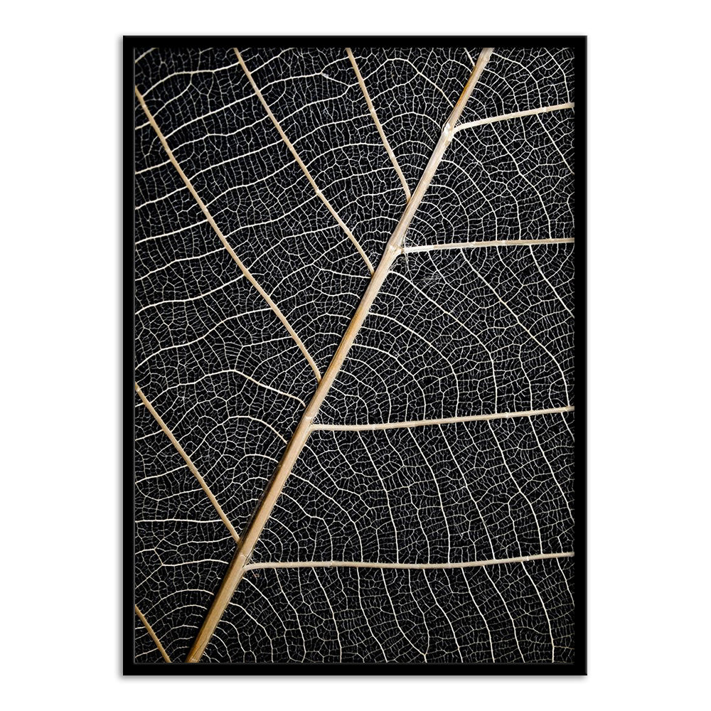 Leaf Veins