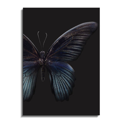 Black Butterfly on Grey