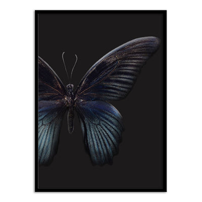 Black Butterfly on Grey