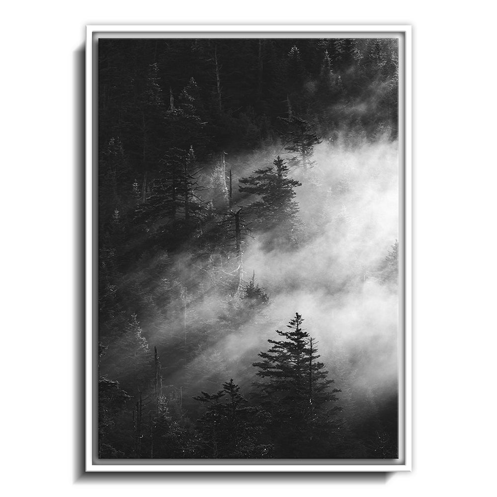 Misty Pine Woods