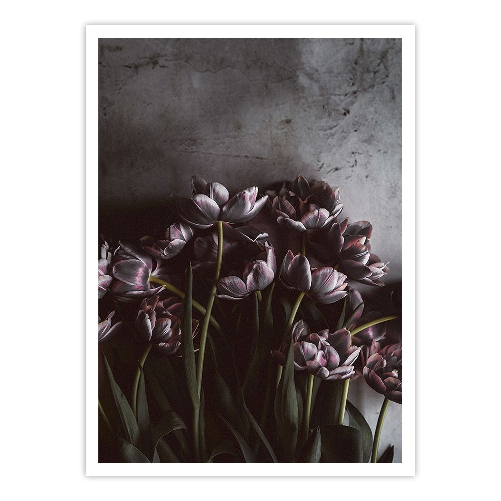 Dark Tulips