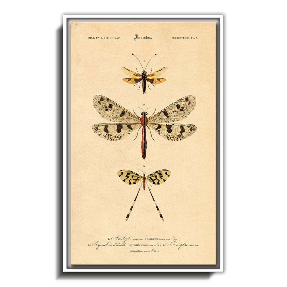 Insectes - V