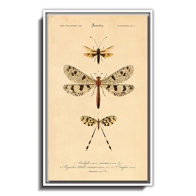 Insectes - V