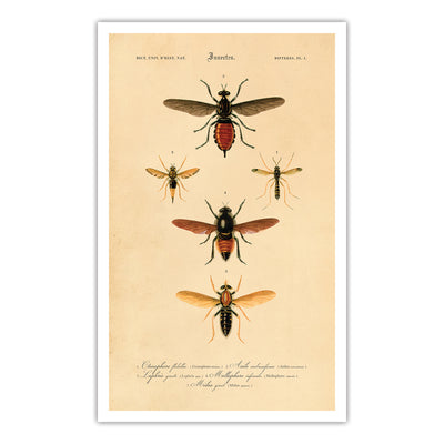 Insectes - VI