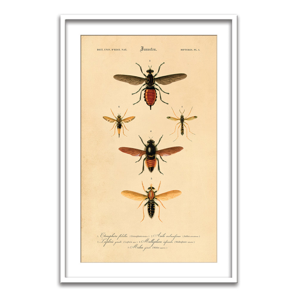 Insectes - VI