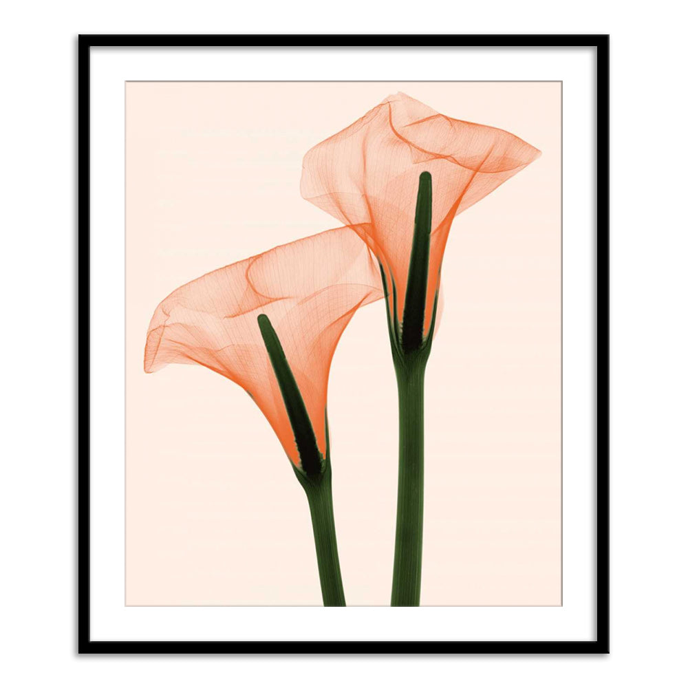 Two Callas Positive I – Calcuttan
