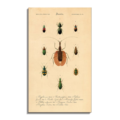 Insectes - VIII
