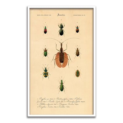 Insectes - VIII