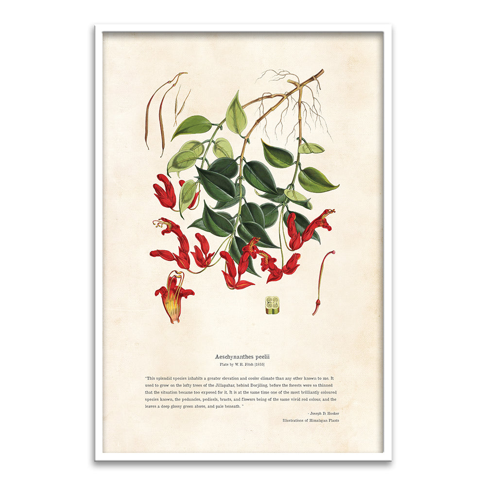 Himalayan Plants - Aeschynanthes peelii