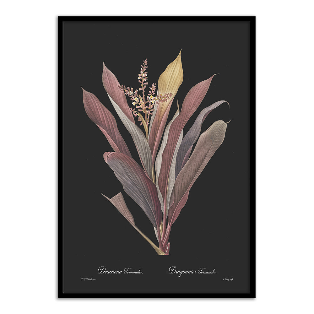 dracaena terminalis Dracaena terminalis