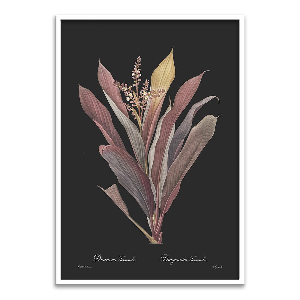 dracaena terminalis Dracaena terminalis
