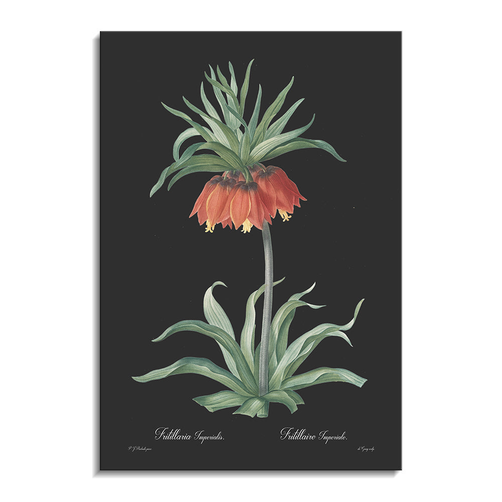 Fritillaria imperialis - Dark