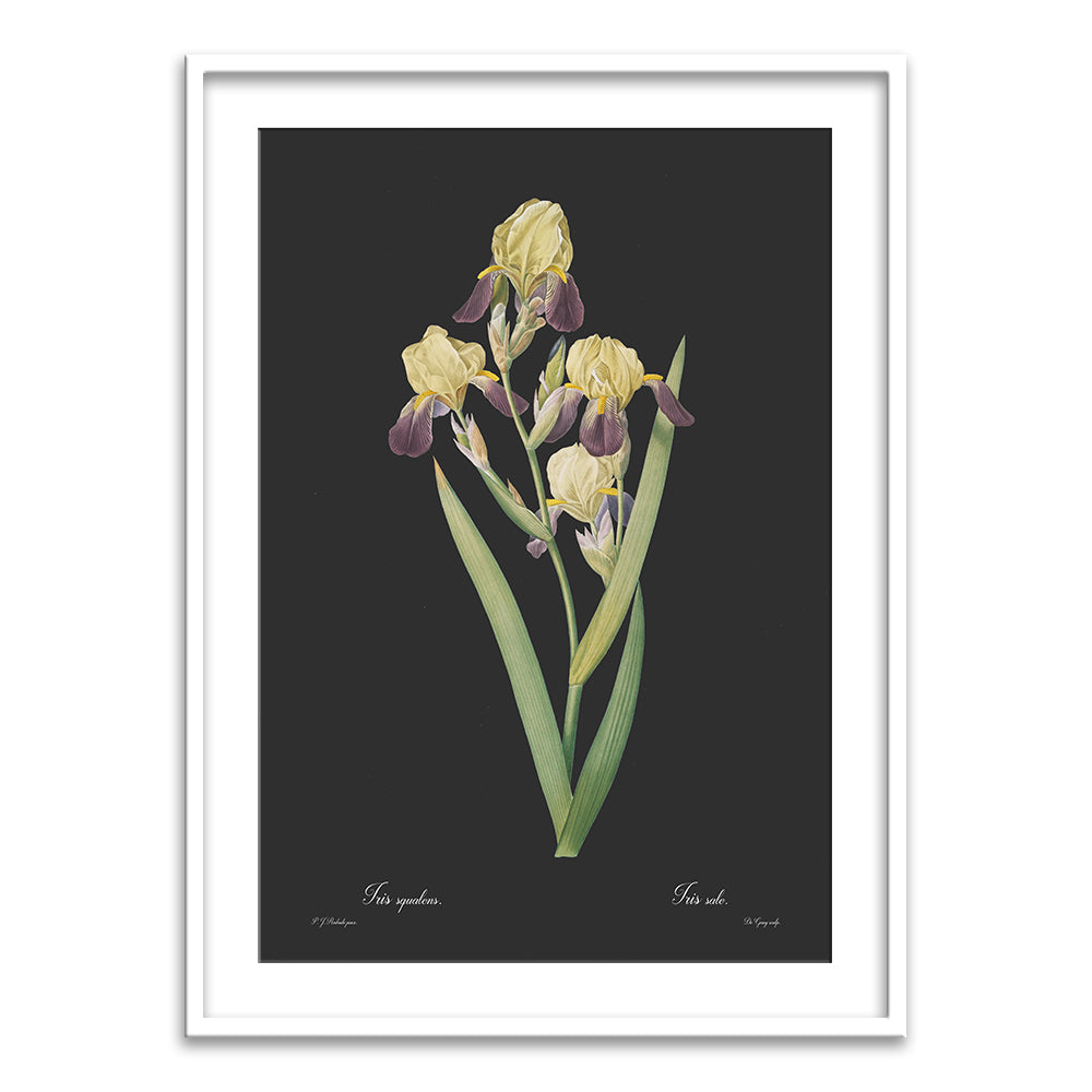 Iris squalens - Dark