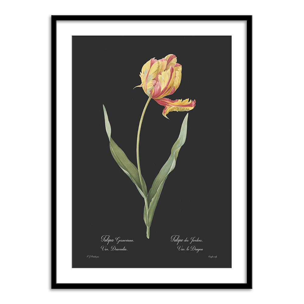 Tulipa gesneriana - Dark